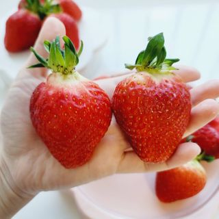 옳음 딸기 논산 설향 딸기 900g 산지직송 — 5점을 준 리뷰어가 2021년 2월 올린 사용 사진