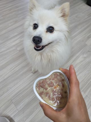 비타크래프트 조에시 하트캔 85g 강아지 습식캔 10캔 — 5점을 준 리뷰어가 2021년 7월 올린 사용 사진