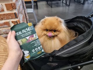 [푸디웜] 라포그  리얼인섹트 웨이트밸런스 저알러지 강아지 사료  1.2KG — 5점을 준 리뷰어가 2022년 7월 올린 사용 사진
