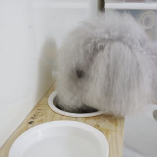 [푸디웜] 라포그 리얼인섹트 소프트키블 스킨 1KG — 5점을 준 리뷰어가 2022년 9월 올린 사용 사진