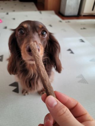 My Pet Care 천연단백질 치아건강에 개좋아 — 5점을 준 리뷰어가 2021년 1월 올린 사용 사진