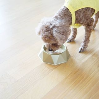 [세싹보울] 세균 싹~ 사라지는 셀앤핏 펫 항균동 애견식기 — 5점을 준 리뷰어가 2021년 6월 올린 사용 사진