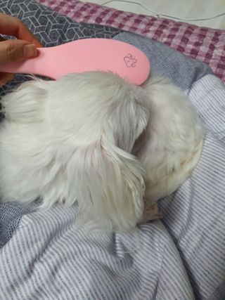 아이캔디 레인보우 볼륨S  브러쉬 for PET 미디엄 — 5점을 준 리뷰어가 2020년 12월 올린 사용 사진