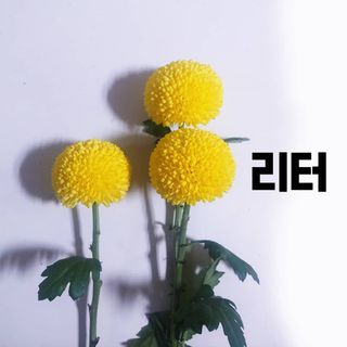 0.8L 마케팅팀 - — 5점을 준 리뷰어가 2021년 5월 올린 사용 사진