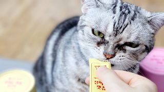 페페로니 잘 먹는 캣츄 - 무항생제 닭고기 24개입 — 5점을 준 리뷰어가 2021년 7월 올린 사용 사진