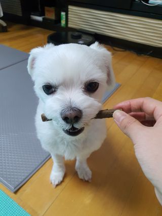 My Pet Care 천연단백질 치아건강에 개좋아 — 5점을 준 리뷰어가 2021년 3월 올린 사용 사진