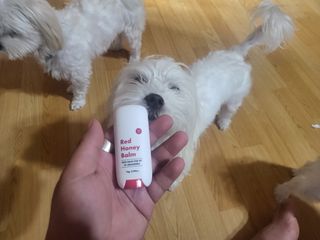 [레드허니밤]자유펫 고양이 강아지 발바닥 밤 14g — 4점을 준 리뷰어가 2021년 11월 올린 사용 사진