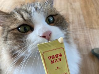 페페로니 잘 먹는 캣츄 - 무항생제 닭고기 24개입 — 5점을 준 리뷰어가 2021년 7월 올린 사용 사진
