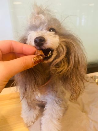 My Pet Care 천연단백질 눈건강에 개좋아 — 5점을 준 리뷰어가 2021년 2월 올린 사용 사진