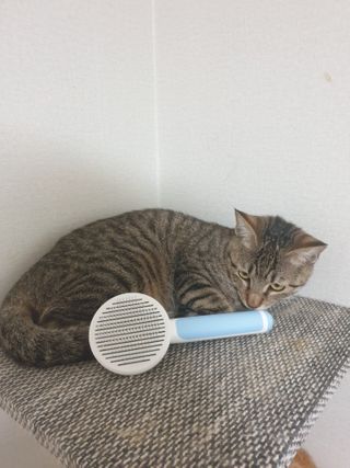5냥2멍님이 올린 리뷰 사진 2