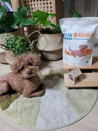 [펫시밀] 원물그대로 영양듬뿍 동결건조 왕북어트릿300g,왕치킨트릿400g,열빙어트릿300g 대용량 간식 — 5점을 준 리뷰어가 2023년 5월 올린 사용 사진