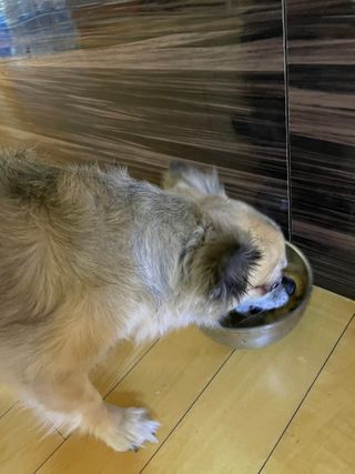 [보장균수500만] 건강한장 프로젝트 강아지사료 보스독 프로바이오틱스 340.19g 2종 — 5점을 준 리뷰어가 2021년 1월 올린 사용 사진