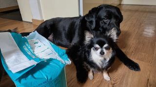 아베크 펫 와이드 프리미엄 대형 애견 강아지 배변 패드 30매 1팩 80g — 5점을 준 리뷰어가 2021년 7월 올린 사용 사진