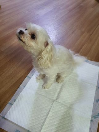 아베크 펫 와이드 프리미엄 중형 애견 강아지 배변 패드 54매 1팩 45g — 5점을 준 리뷰어가 2021년 7월 올린 사용 사진