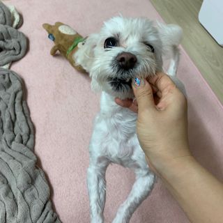 My Pet Care 천연단백질 관절건강에 개좋아 — 5점을 준 리뷰어가 2021년 3월 올린 사용 사진