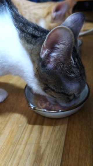 비타크래프트 고양이 수프 50g 3가지맛 x4팩씩 총 12팩 — 5점을 준 리뷰어가 2021년 10월 올린 사용 사진