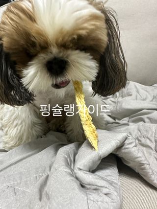 [펫시밀] 원물그대로 강원도 인제군 용대리 무염황태채 60g 강아지 고양이 프리미엄 수제간식 — 5점을 준 리뷰어가 2023년 11월 올린 사용 사진