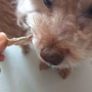 [보헤리] 국내산 강아지 육포간식 바삭 64 2종 — 5점을 준 리뷰어가 2022년 4월 올린 사용 사진
