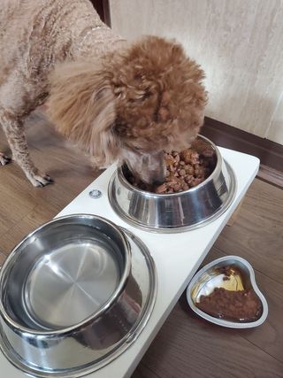 비타크래프트 조에시 하트캔 85g 강아지 습식캔 10캔 — 5점을 준 리뷰어가 2021년 7월 올린 사용 사진