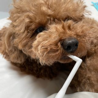 후추맘님이 올린 리뷰 사진 3