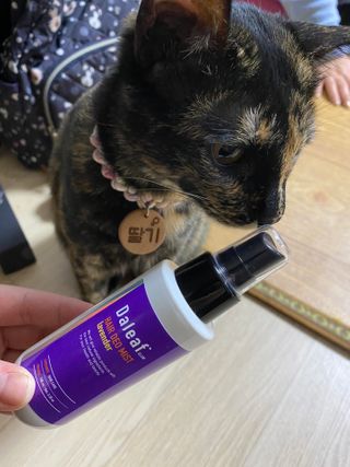달리프 글램 헤어 데오미스트 100ml 라벤더 or 플라워 — 5점을 준 리뷰어가 2021년 2월 올린 사용 사진