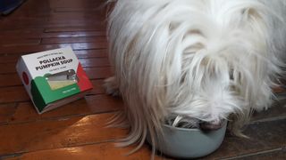 베이컨박스 [BACON] 강아지 수제간식 간편 동결건조 스튜 2종 - 황태, 초록 홍합 — 4.5점을 준 리뷰어가 2020년 12월 올린 사용 사진