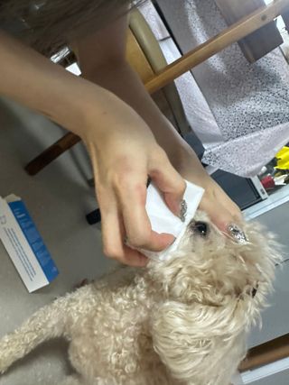 [댕모어 클리너 3종] 아이클리너 / 이어클리너 / 덴탈클리너 3종 세트 (120ml) — 5점을 준 리뷰어가 2023년 10월 올린 사용 사진