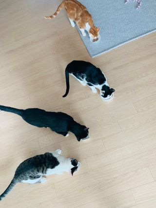 코코몰리 고양이 구강• 헤어볼 데일리 /신장• 요로 데일리 — 5점을 준 리뷰어가 2021년 3월 올린 사용 사진