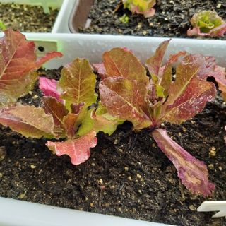 오투오 바이톤 산성용 압축분무기 — 4점을 준 리뷰어가 2021년 6월 올린 사용 사진