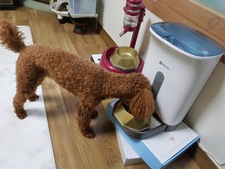[세싹보울] 세균 싹~ 사라지는 셀앤핏 펫 항균동 애견식기 — 5점을 준 리뷰어가 2021년 6월 올린 사용 사진