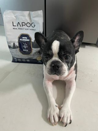 [푸디웜] 라포그 리얼인섹트 소프트키블 스킨 1KG — 5점을 준 리뷰어가 2022년 9월 올린 사용 사진