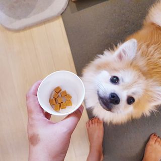 페페로니 진짜 오메가3 연어+소고기 180g+180g — 5점을 준 리뷰어가 2021년 7월 올린 사용 사진