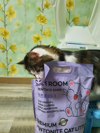 겟플렉스 켓플렉스 캣츠룸BS-1 고양이모래 4kg — 5점을 준 리뷰어가 2021년 1월 올린 사용 사진