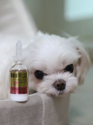 무지조타 반려동물용 꽃으로만든영양제 헬리코디펜스 15ml — 5점을 준 리뷰어가 2021년 8월 올린 사용 사진
