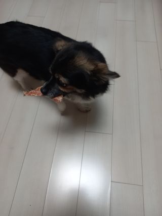 [보헤리] 국내산 강아지 육포간식 바삭 64 2종 — 5점을 준 리뷰어가 2022년 4월 올린 사용 사진
