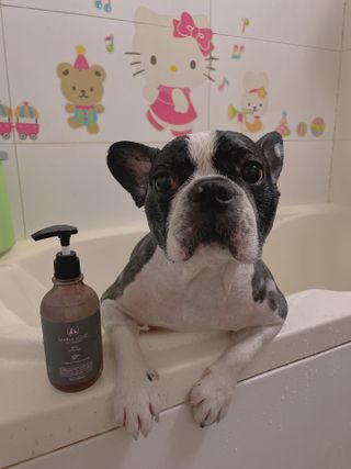 마리앤루이펫샴푸 [mari and louie pet shampoo] — 5점을 준 리뷰어가 2021년 5월 올린 사용 사진