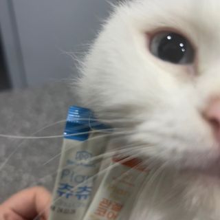 비쥬프렌즈 플랜 츄츄&건강 코어(장/관절/피모 분말) — 5점을 준 리뷰어가 2022년 9월 올린 사용 사진