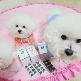 삼숑이맘님이 올린 리뷰 사진 1