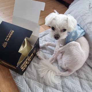 [세싹보울] 세균 싹~ 사라지는 셀앤핏 펫 항균동 애견식기 — 5점을 준 리뷰어가 2021년 6월 올린 사용 사진