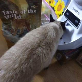 냥맘꼬님이 올린 리뷰 사진 3