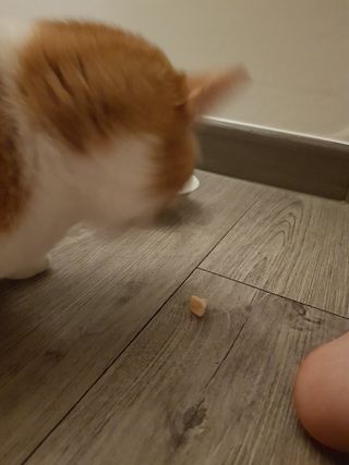 냥냥짱님이 올린 리뷰 사진 4