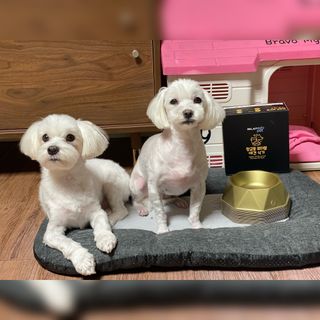 [세싹보울] 세균 싹~ 사라지는 셀앤핏 펫 항균동 애견식기 — 5점을 준 리뷰어가 2021년 6월 올린 사용 사진