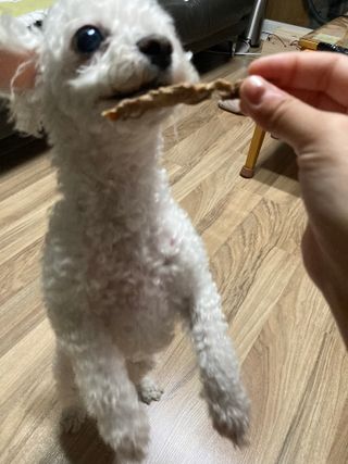 [보헤리] 국내산 강아지 육포간식 바삭 64 2종 — 5점을 준 리뷰어가 2022년 4월 올린 사용 사진