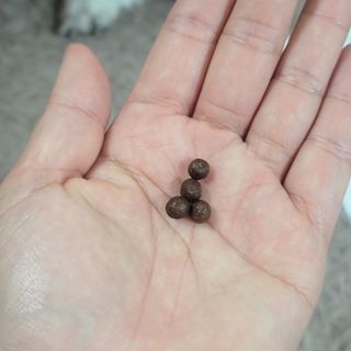 펫21 그로그로 5종 강아지 고양이 반려동물 한방 영양제 — 3.5점을 준 리뷰어가 2021년 12월 올린 사용 사진