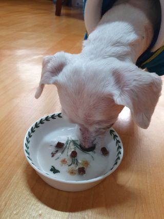 My Pet Care 모발과 모질 피부건강에 개좋아 — 5점을 준 리뷰어가 2021년 2월 올린 사용 사진