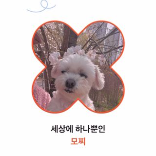 망아진가봄님이 올린 리뷰 사진 2