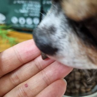 [푸디웜] 라포그  리얼인섹트 웨이트밸런스 저알러지 강아지 사료  1.2KG — 5점을 준 리뷰어가 2022년 7월 올린 사용 사진