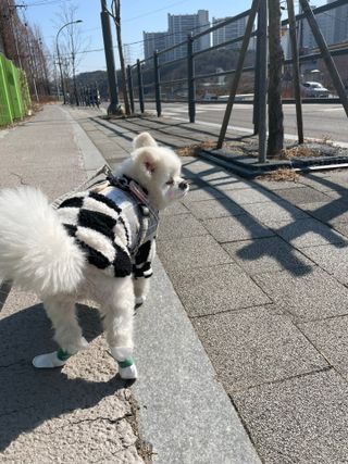 코보콩 에어슈즈 강아지 일회용 신발 소용량 패키지 20매 초경량  미끄럼방지 실내외 겸용 — 5점을 준 리뷰어가 2022년 2월 올린 사용 사진
