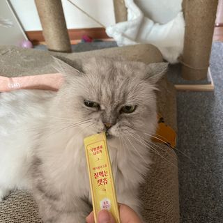 페페로니 잘 먹는 캣츄 - 무항생제 닭고기 12개 + 원양선 참치 12개 — 5점을 준 리뷰어가 2021년 8월 올린 사용 사진