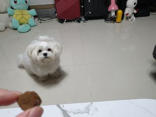 My Pet Care 천연단백질 관절건강에 개좋아 — 5점을 준 리뷰어가 2021년 3월 올린 사용 사진